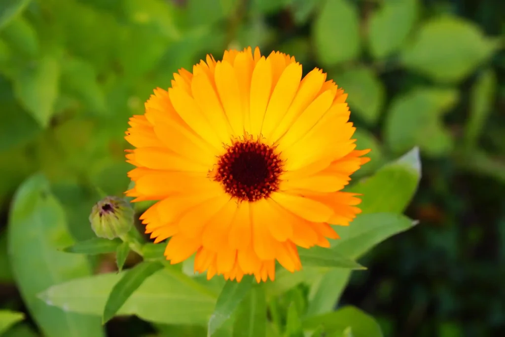 30-plantas-medicinales