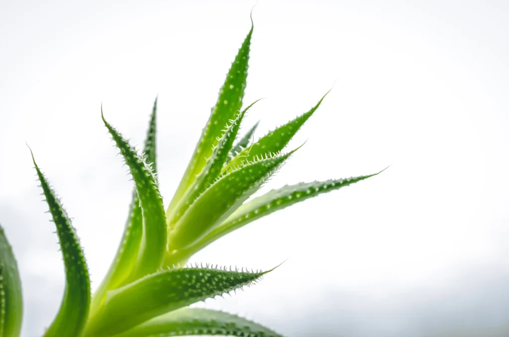 50-plantas-medicinales