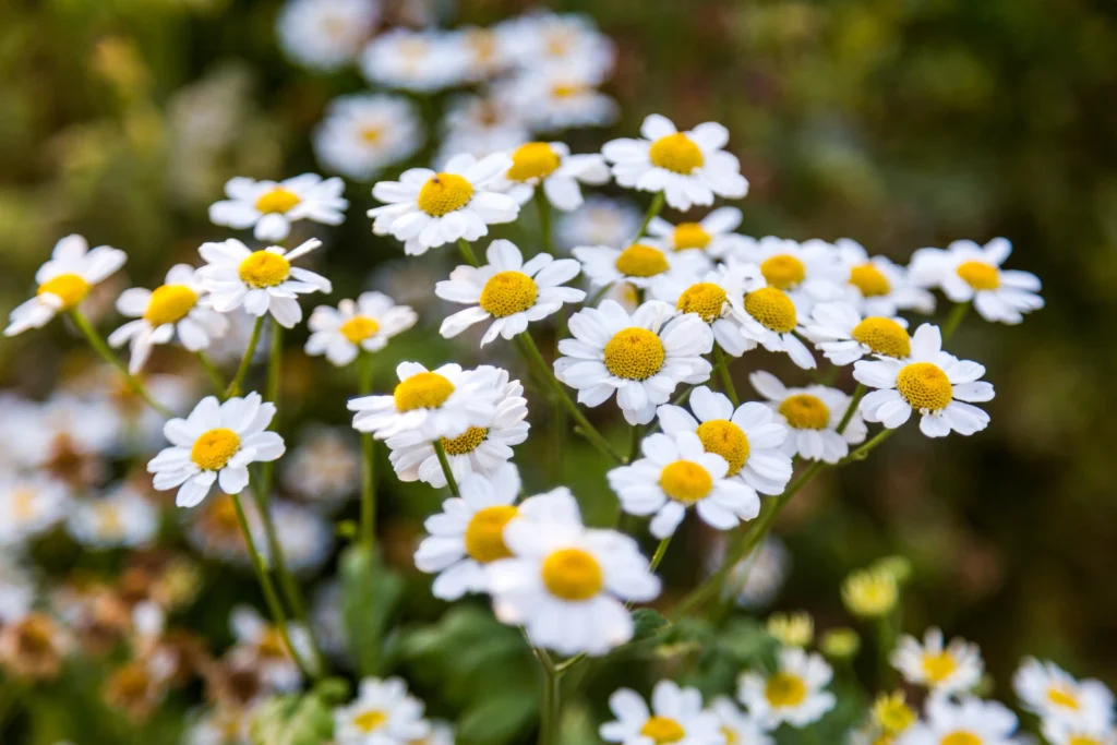 nombre-plantas-medicinales