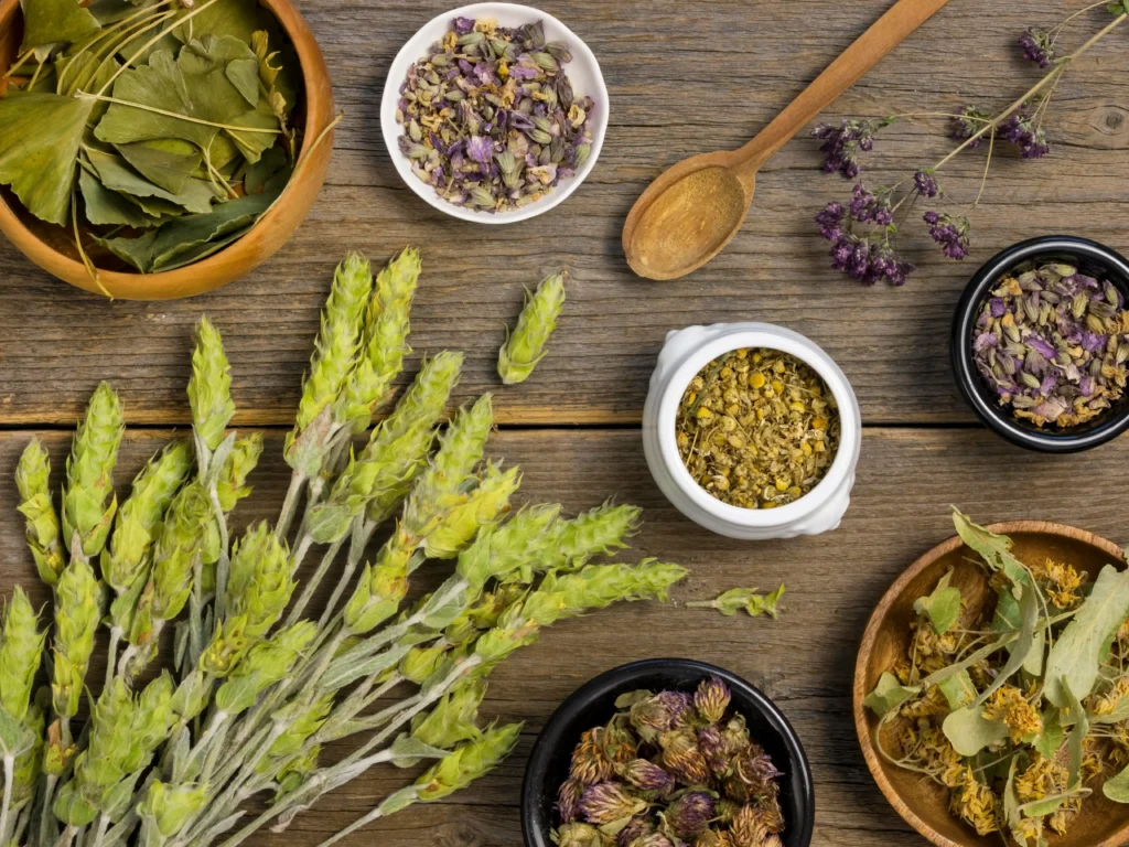 plantas-medicinales