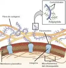 celula-eucariota-animal_