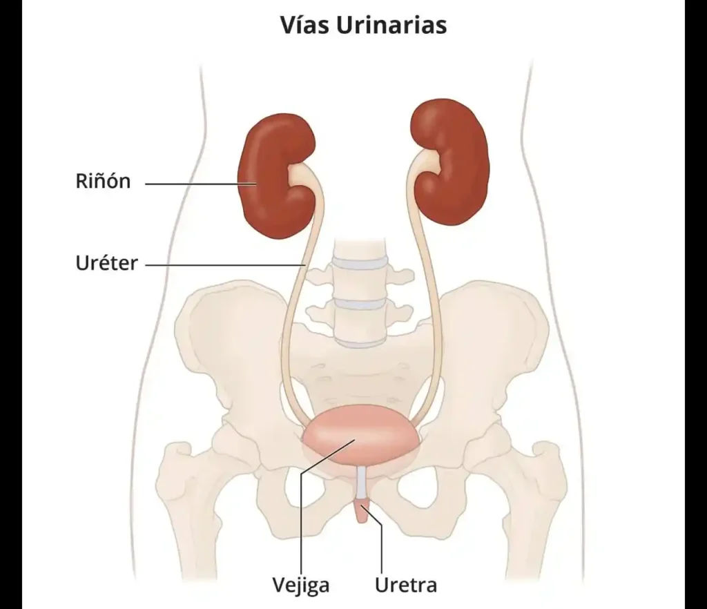 sistema excretor