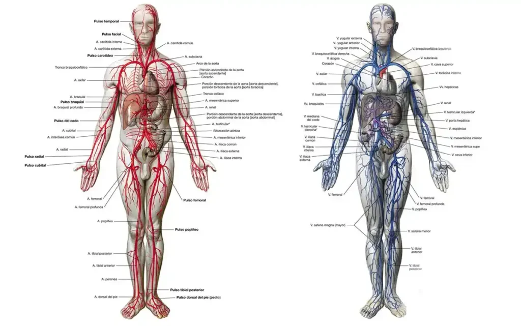 sistema circulatorio