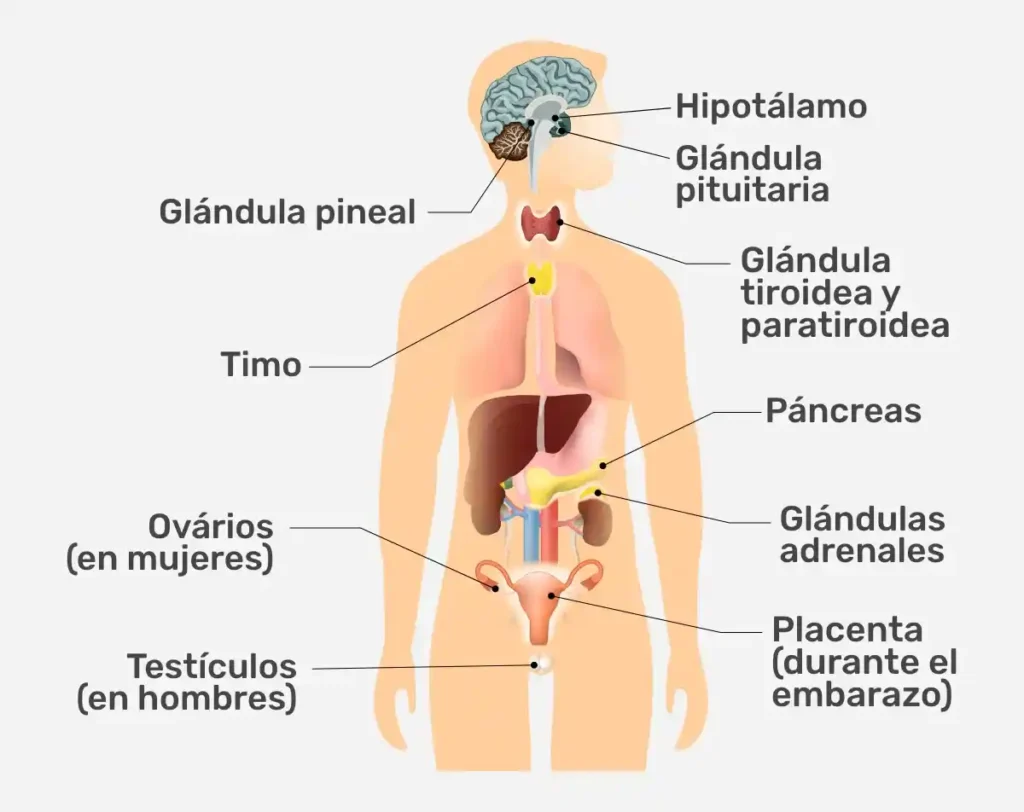 sistema endocrino