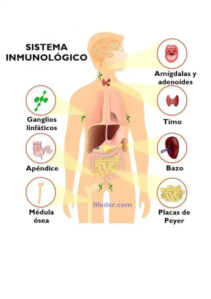 sistema-inmunologico
