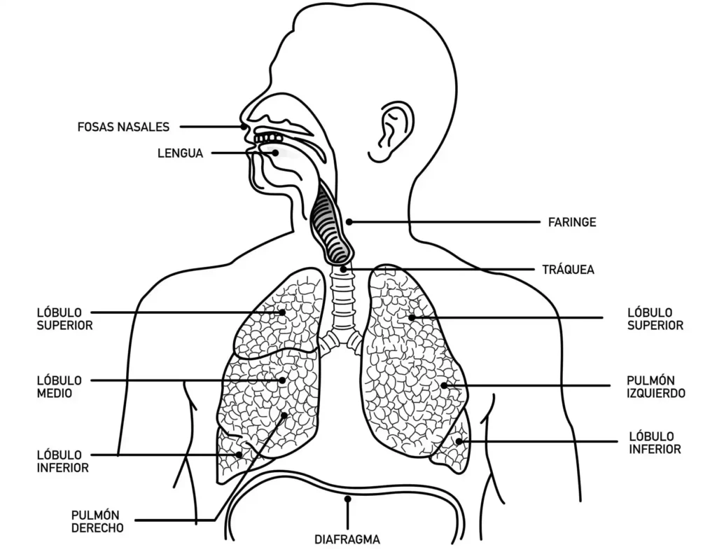 sistema respiratorio