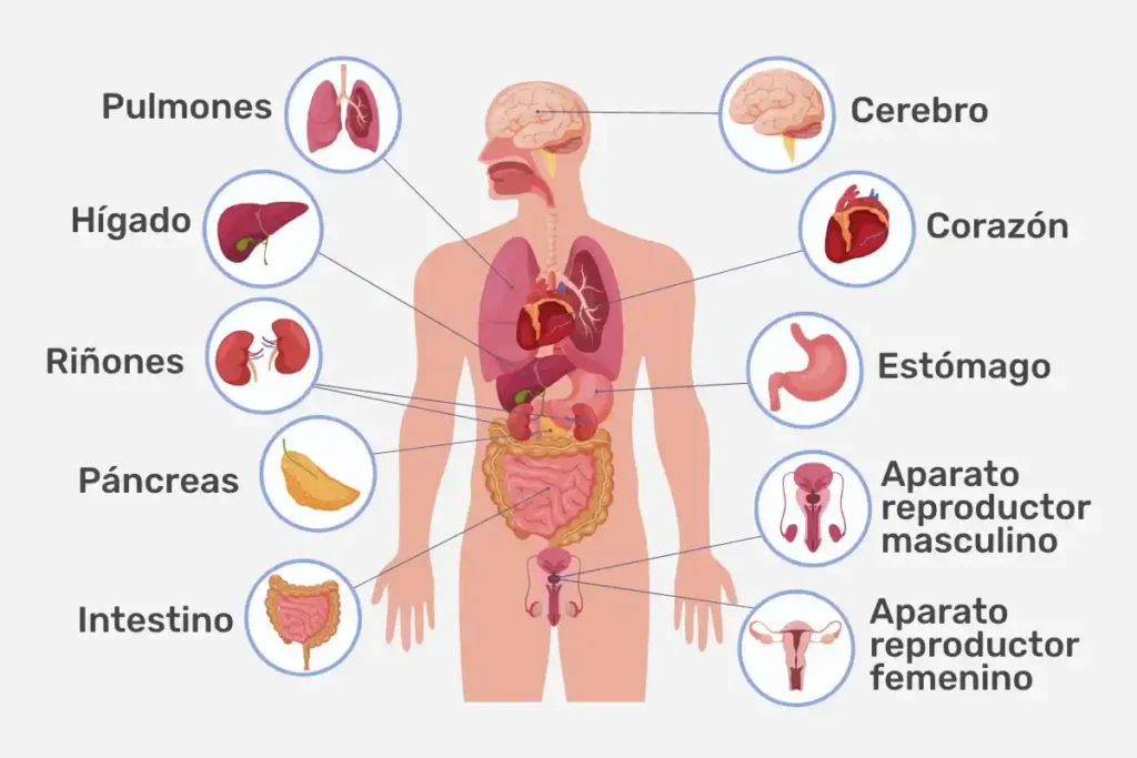 sistemas-del-cuerpo-humano