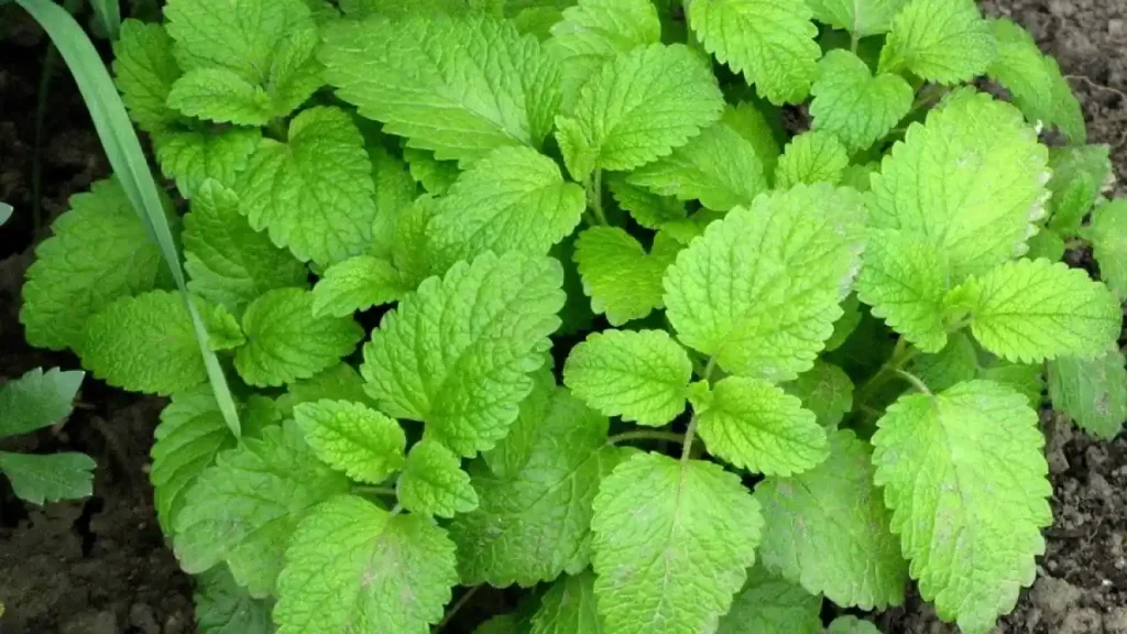 melissa-officinalis