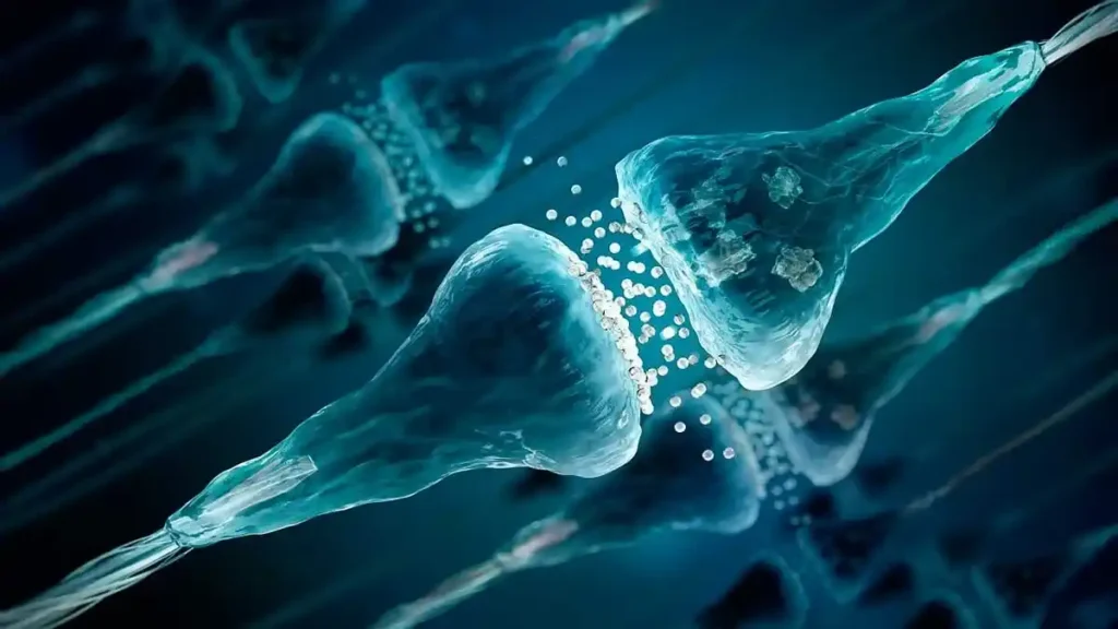 GABA-neurotransmisor-donde-se-produce