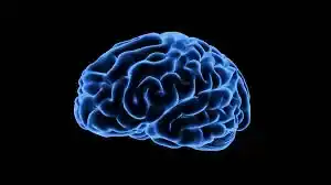 GABA-neurotransmisor-funcion