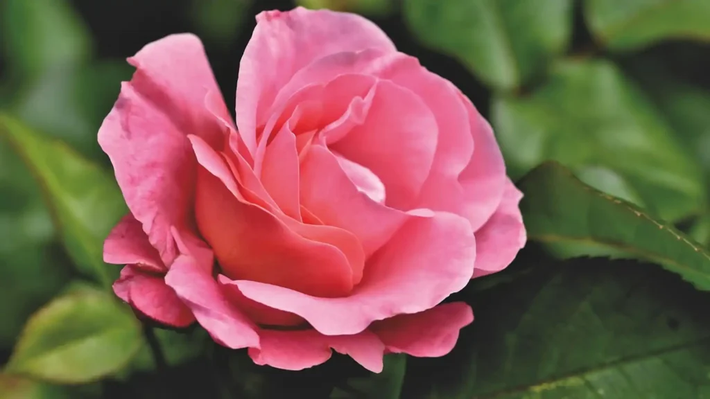 Significado-del-color-rosado-en-lo-espiritual