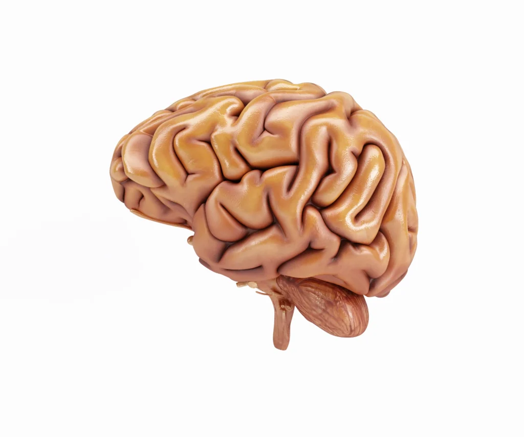 cuantas-neuronas-tiene-el-cerebro