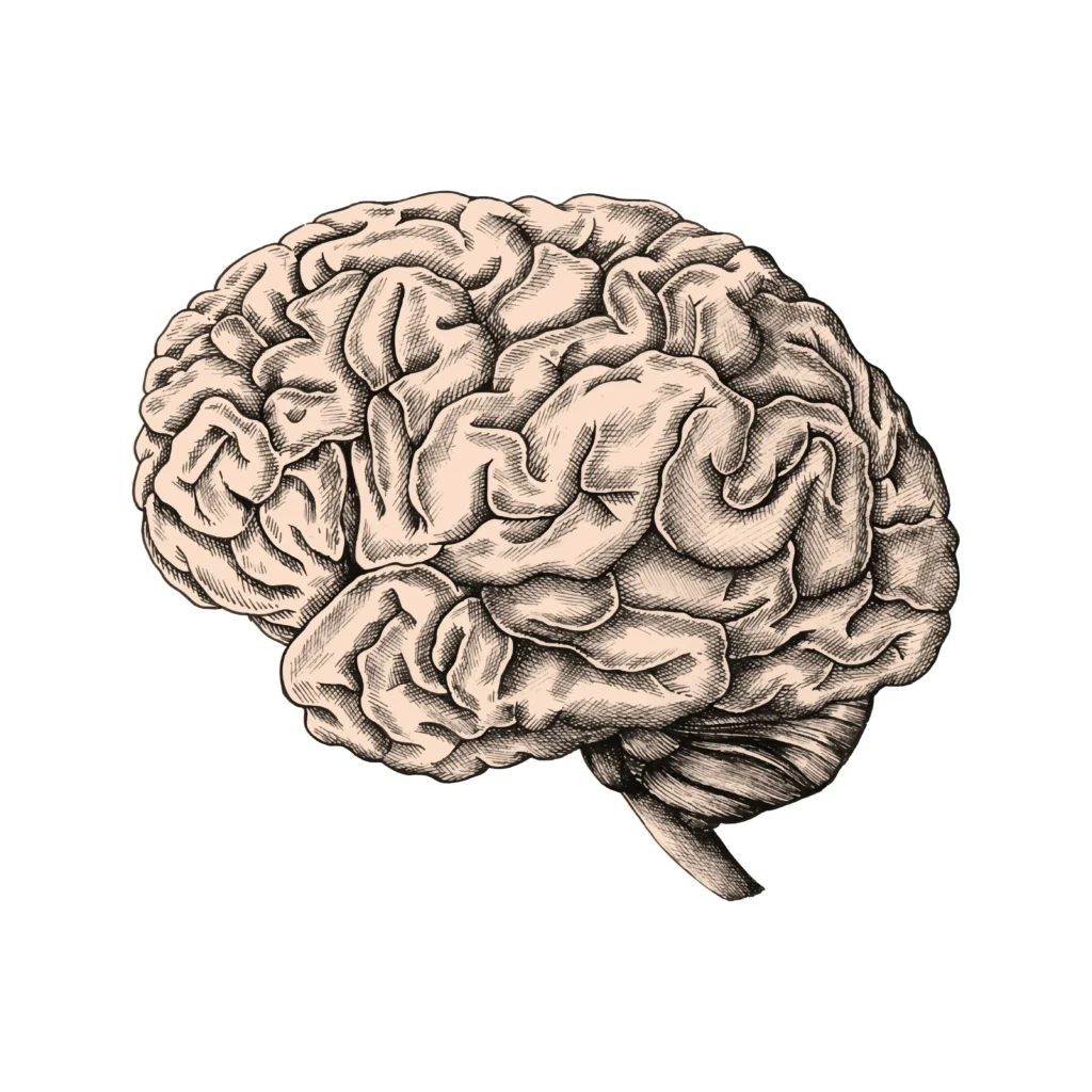 cuantas-neuronas-tiene-el-ser-humano